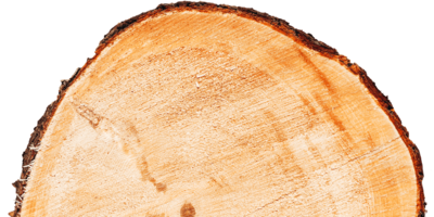 Zirbenholz zirbenholz icon