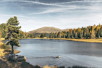 nockholz surferbrett